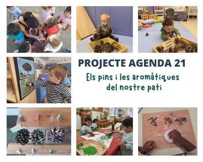 ELS PINS I LES PLANTES AROMÀTIQUES DEL PATI DE L’ESCOLA 