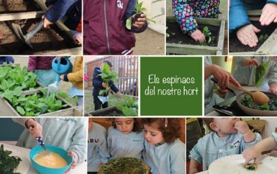 Els espinacs del nostre hort