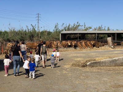 Sortida a la granja de vaques