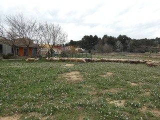 Imatge de la notícia Ens visita un ramat d'ovelles