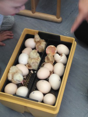 Imatge de la notícia la gallina i els pollets