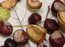 Imatge de la notícia Jo tinc un arbre amic