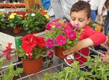 Anem a comprar plantes per guarnir el pati