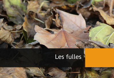 Les fulles