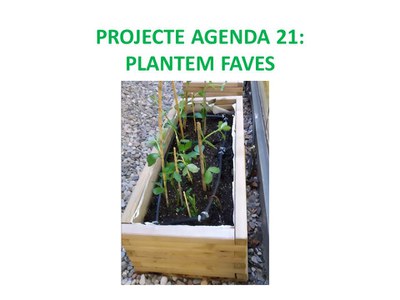 Projecte Agenda 21: Plantem faves