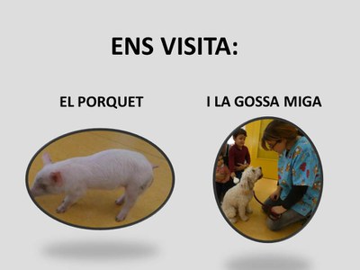 Ens visita el porquet i la gossa Miga
