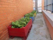 PLANTEM, COLLIM I MENGEM