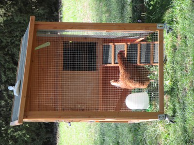 La Gallina "Cuca" Arriba a l'Escola Bressol del Secà.